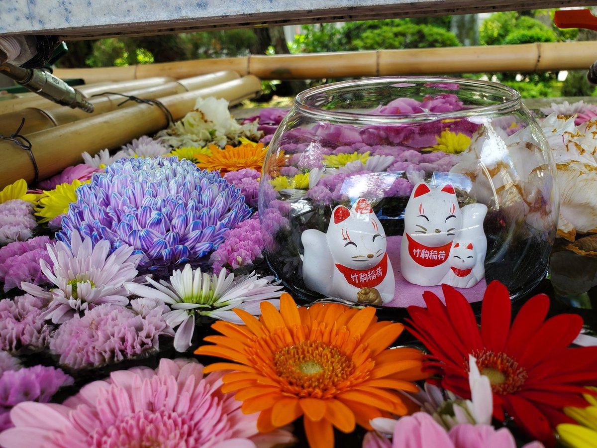 花手水巡り
#竹駒神社
#花手水