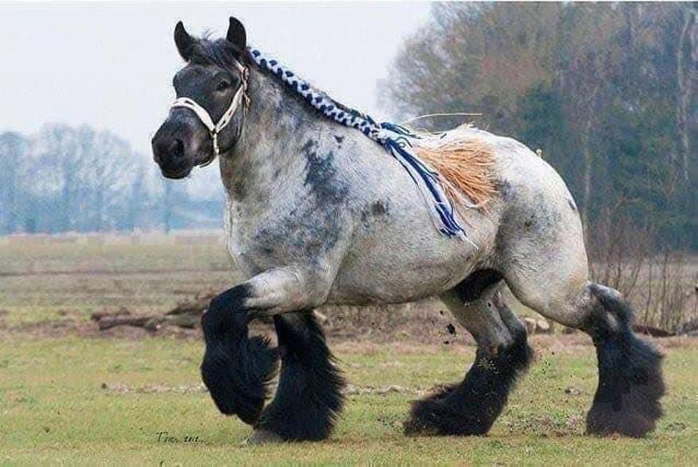 The Ardennes Draft Horse, or Ardennais, is one of the oldest draft horse breeds, tracing back to Ancient Rome. Believed to descend from the Solutré horse and described by Julius Caesar as 'rustic, hard and tireless,' they were used in heavy cavalry. Weighing 700 to 1,000