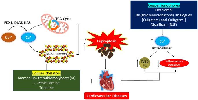 #Hypertens_res 47(5): 1440-2, 2024
⭐️Correspondence
Copper’s dual role: unravelling the link between copper homeostasis, cuproptosis, and cardiovascular diseases
Parsanathan R

doi.org/10.1038/s41440…
@JSHypertension
@SpringerNature
by SME. K