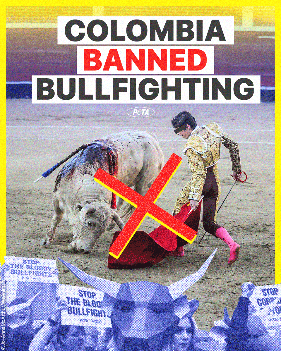 VICTORY! 

Colombia’s House of Representatives took a historical step by approving the ban on bullfighting in the country.

This milestone marks a significant advancement in animal rights & underscores the power of activism & unity in the fight for a more compassionate world ✊