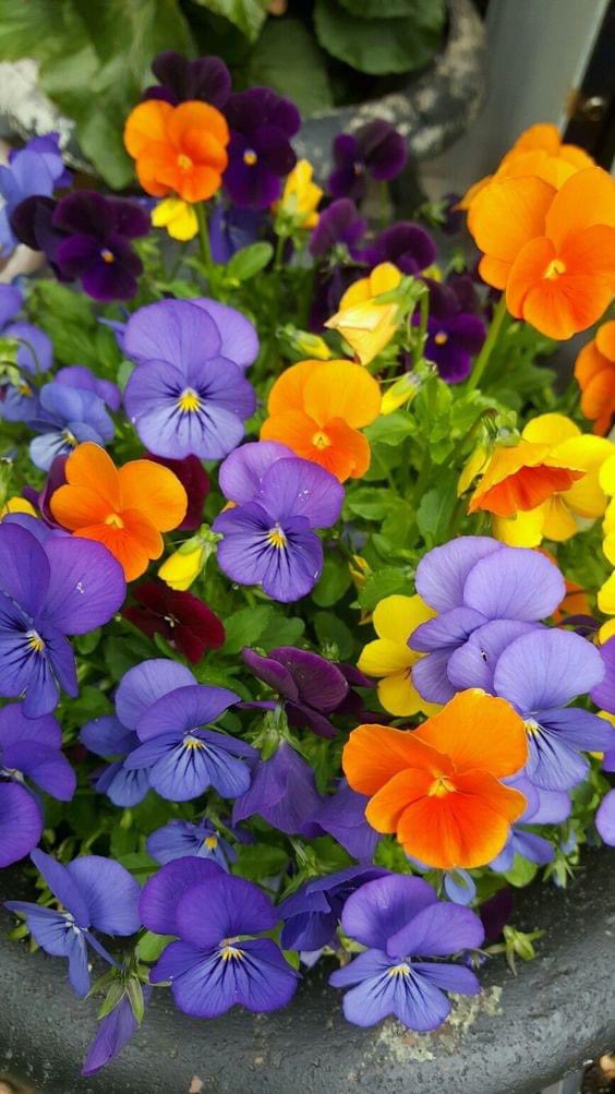 Wonderful pansies for you 💛💜💛