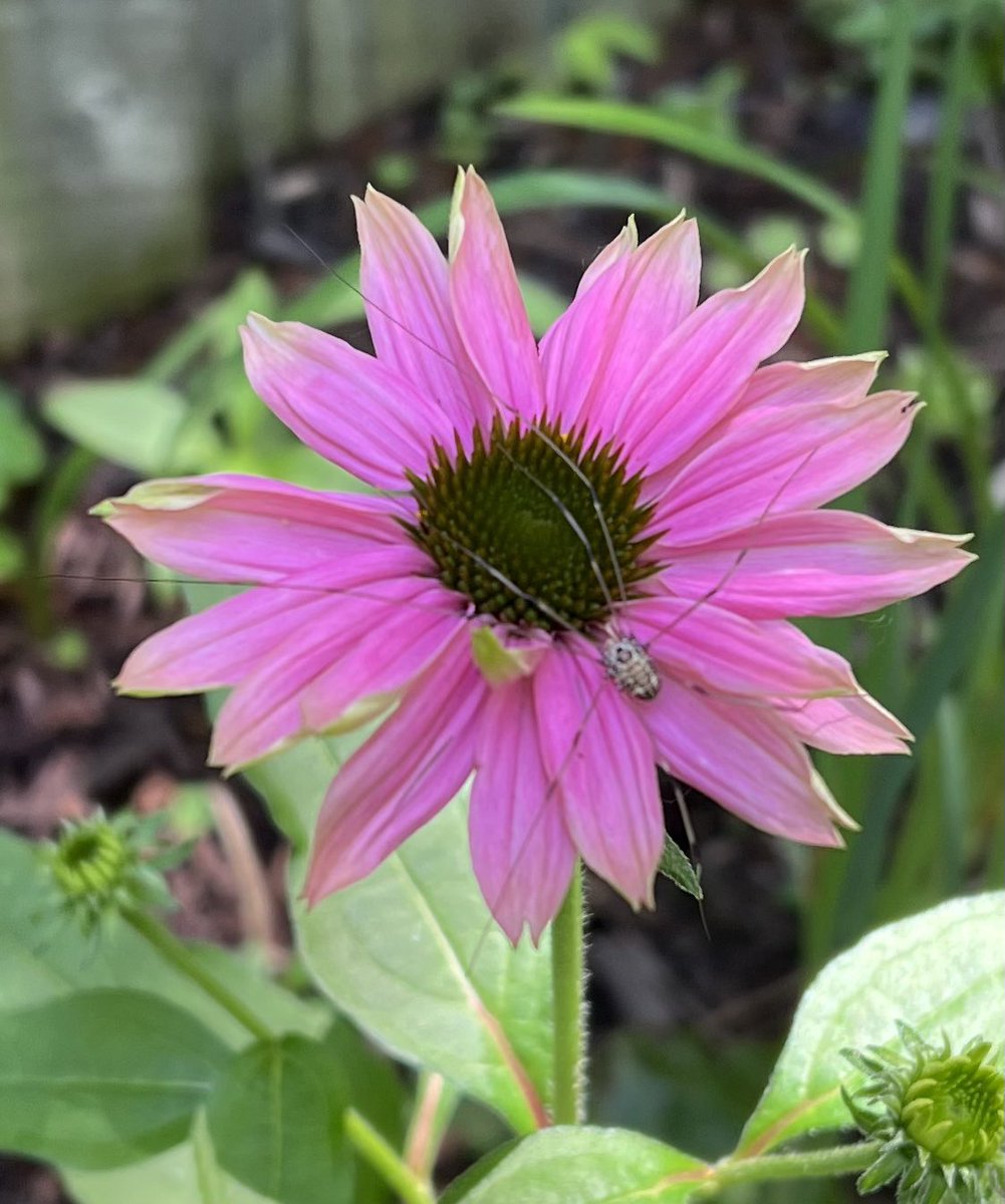 A great day, just an echinacea bloom with a daddy long legs. Sleep sweet