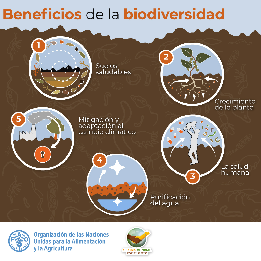FAO Américas tweet media