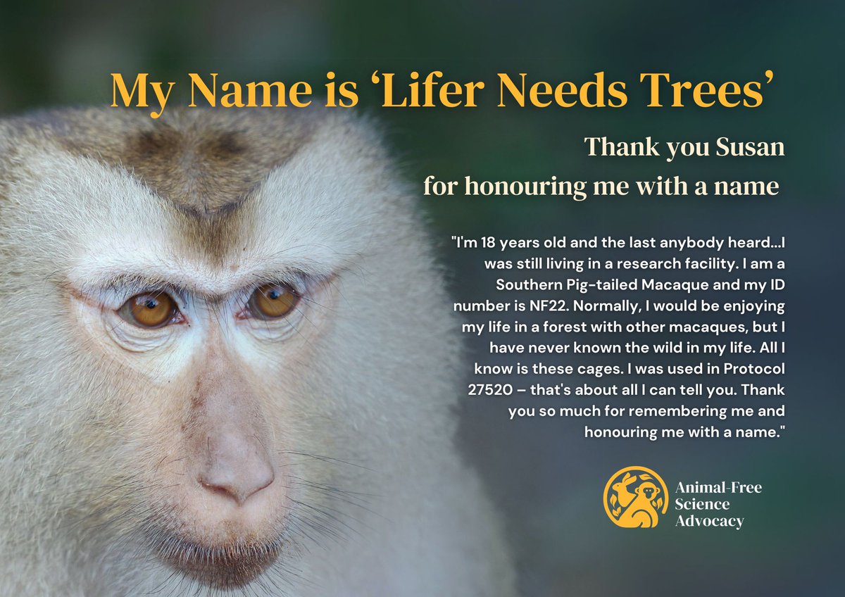 🌟 @quinkan2 is true champion for primates in Australian labs! 🐒 she has named 'Lifer Needs Trees' with our bronze package and given meaning to her #primate's story. Join our 'Honour Me With A Name' campaign here bit.ly/PleaseHonourMe…  #HonourMeWithAName #BanPrimateExperiments