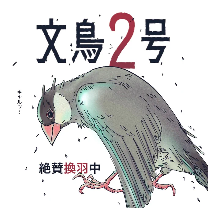 タイトルの語感にどうにも親近感が湧いてしまい…某漫画のオマージュです我が家の2号も換羽中で実際変なツノあるし怪獣のような機嫌の悪さ…(今日は4コマ漫画お休みです)#文鳥2号#怪獣8号 