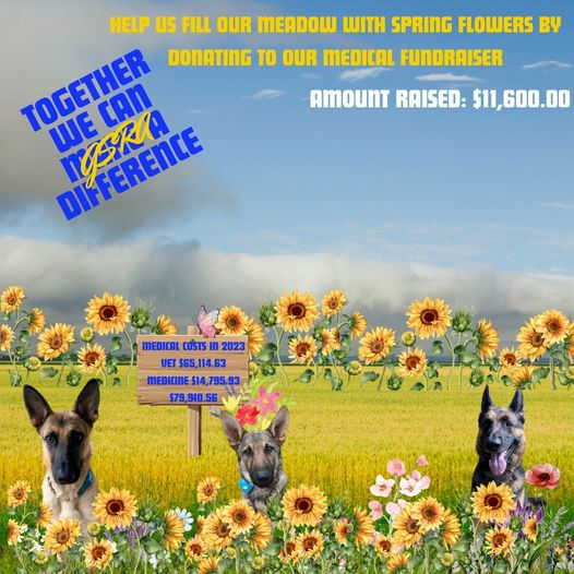 Our meadow is in bloom thanks to your heartfelt donations during our medical fundraiser. 🌻 In total we have raised $11,600 to be directly used for the care of our sheppies. Thank you for all your help!
Donate here: gsdrescue.wufoo.com/forms/gsra-don…
#Rescue #AdoptDontShop #GermanShepherd