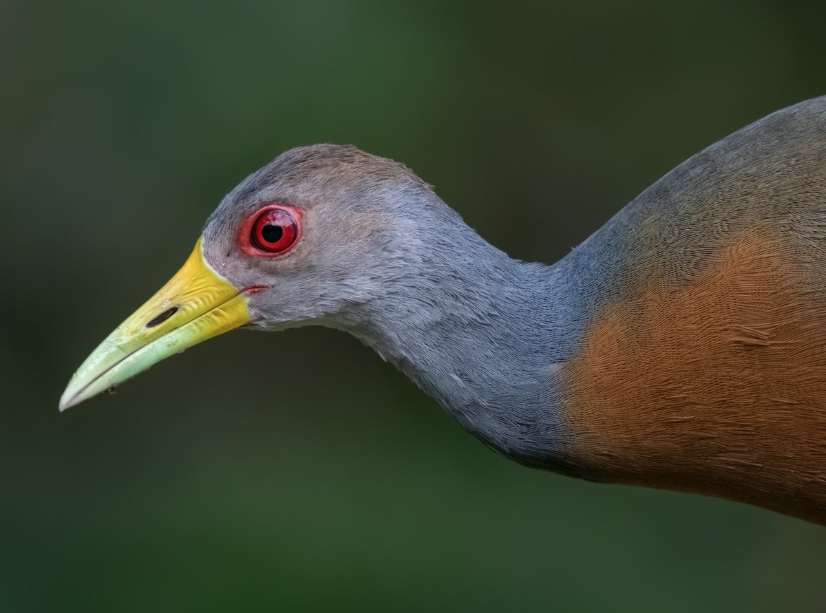 edularotta's tweet photo. Aramides cajaneus bien cerquita. Colombia. https://t.co/4rZSHBnYKL