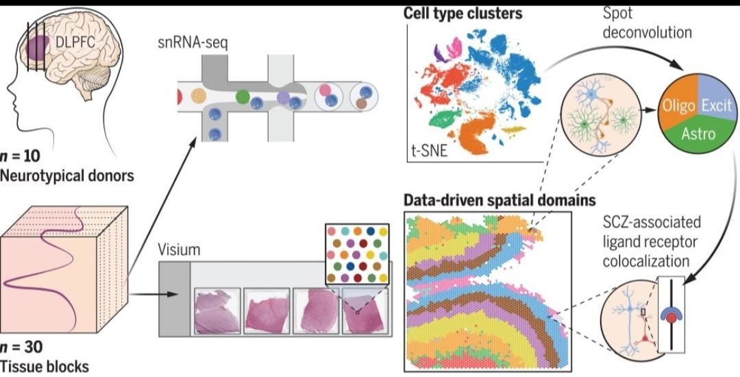 Huuki-Myers et al. created a data-driven molecular neuroanatomical map of the human dorsolateral prefrontal cortex (DLPFC) at cellular resolution to identify spatial domains associated with neuropsychiatric disorders. ➡️ science.org/doi/10.1126/sc…

#singlecell #spatialomics