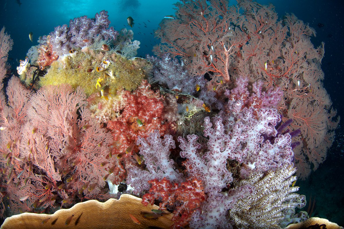 It's the Last Chance to take advantage of some of the May Special Offers in Raja..
SPECIAL OFFER Raja Ampat up to 30% Off selected trips
premierliveaboarddiving.com/specialoffers/…