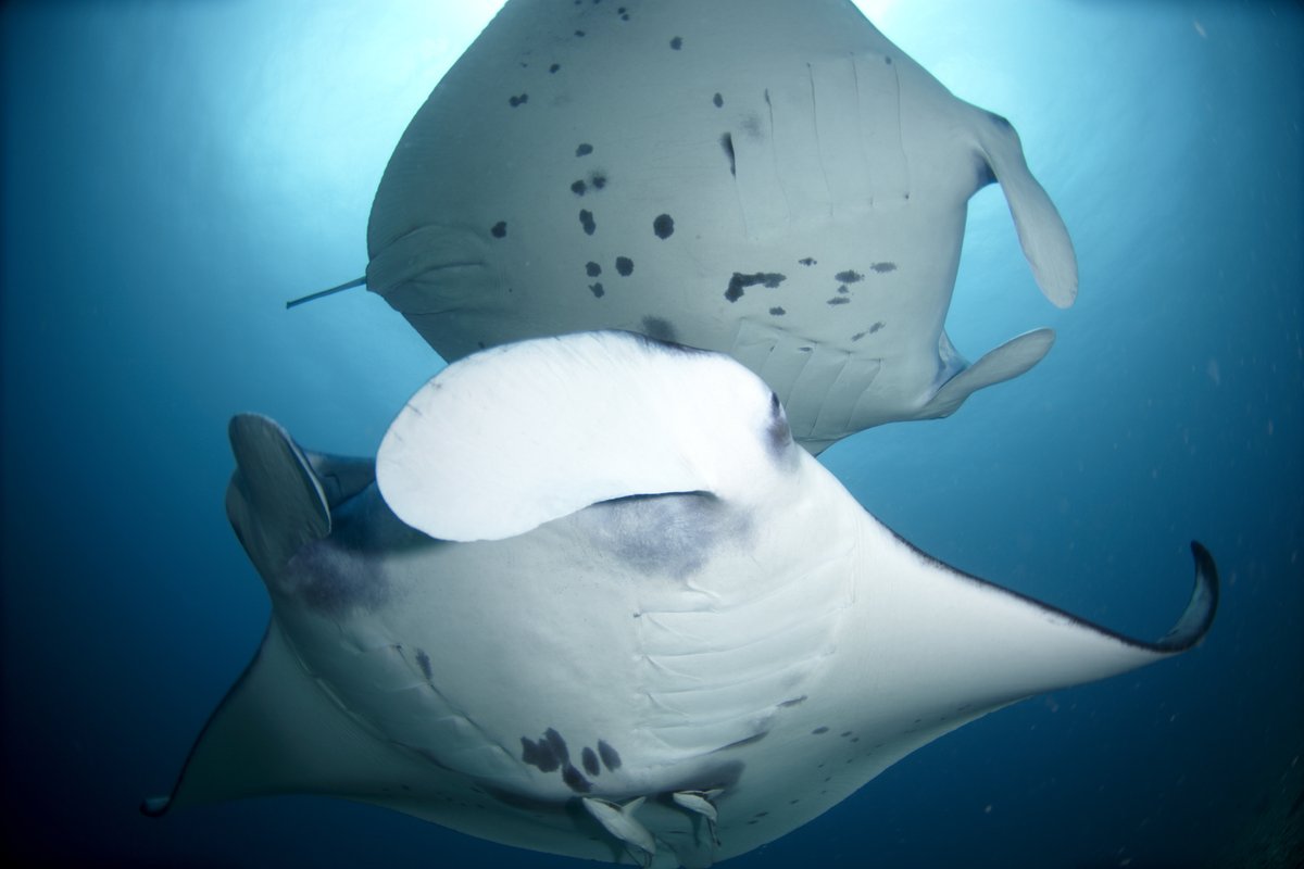 It's the last change to take advantage of some of May's Special Offers...
SPECIAL OFFER Up To 50% off a Maldives Liveaboard 
Trips from May to October receive up to 50% off on selected upcoming Liveaboards..offer ends soon
premierliveaboarddiving.com/specialoffers/…