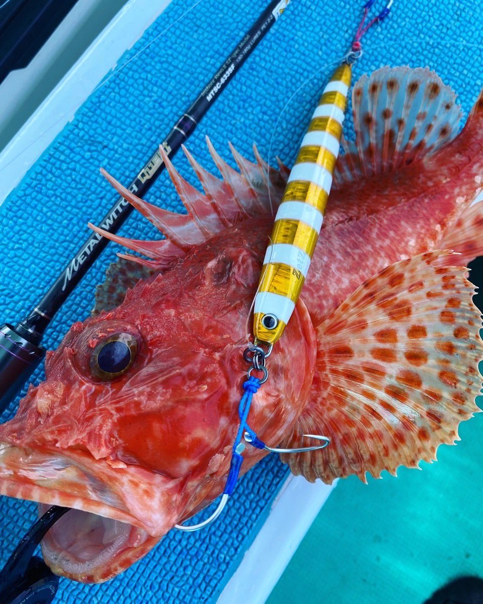palms_global's tweet image. Slow Jigging with Slow Blatt L and R in Japan 🇯🇵
Rod: METAL WITCH QUEST 
Lure: Slow Blatt L and R 
Thank you Anna !!
 #palmsfishing #slowjigging #slowjig #slowpitchjigging #offshorejigging #jigging #deepseafishing @palms_japan