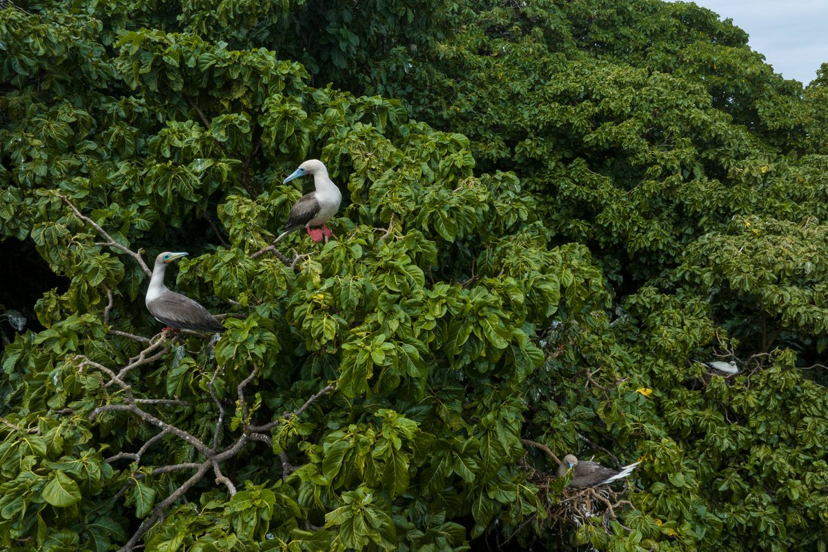SprepChannel's tweet photo. Nearly a year since Tonga moved to restore and re-wild Late Island by eradicating invasive rats... promising signs have already emerged ➡️https://t.co/HQRK3tuIyt

#ResilientPacific #pacificbiodiversity https://t.co/3SXICHeXV7
