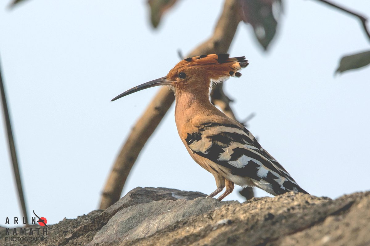 The eurasian Hoopoe. One amazing bird especially when in flight and landing when the crown is open. #indiaves #twitternaturecommunity #thephotohour #birdsoftwitter