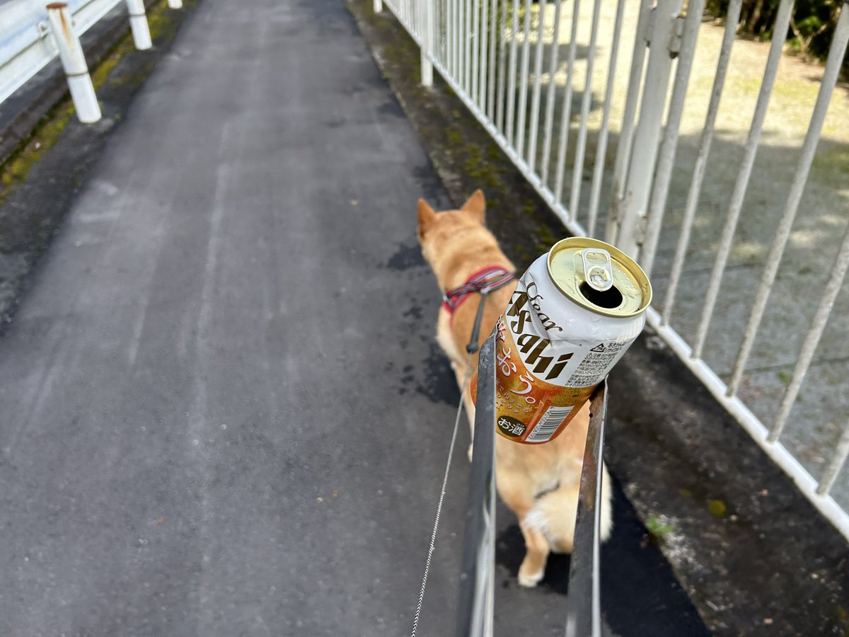 5.29あさんぽ☀️🐕
ビニゴミ他🙄　

#吉野町国道169号線沿い 
#吉野町吉野川
#奈良県
#吉野町
#運拾い
#ポイ捨てやめよう 
#ゴミは持ち帰ろう
#地球を綺麗に
#自然を守ろう
#ゴミ拾い散歩 
#一日一善 
#犬のいる暮らし
#いぬすたぐらむ
#ゴミ問題
#ポイ捨てかっこ悪いぜ