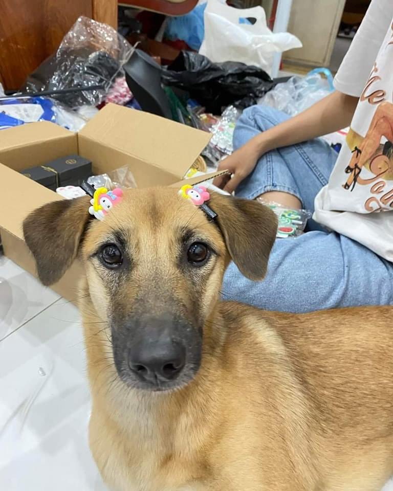 Perritos que curan tu depresión 🐶 (@perritos_qctd) on Twitter photo 