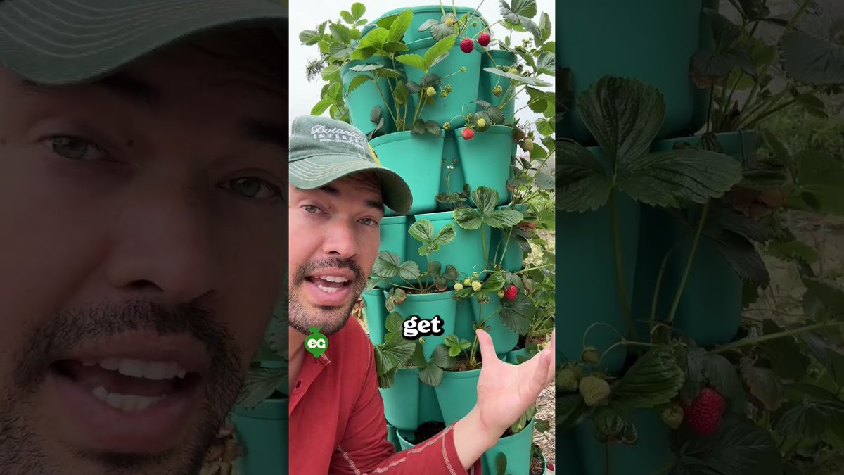 Epic #Gardening: These 2 tips = juicy strawberry harvests allforgardening.com/873095/epic-ga… #EpicGardening #VLog