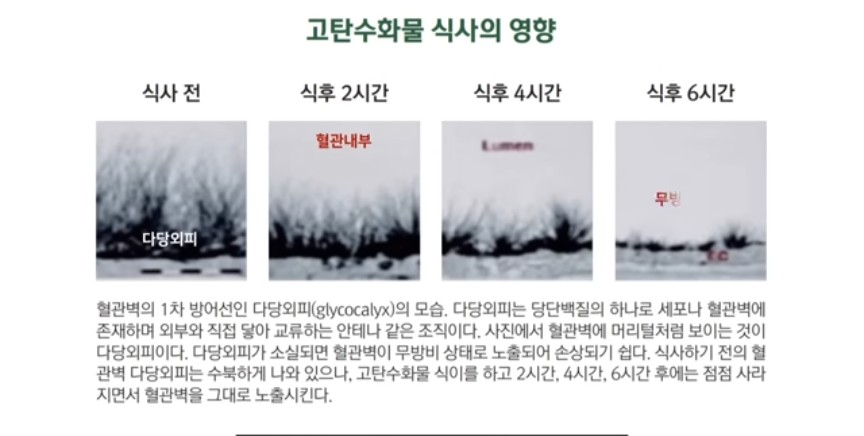 소장의 복잡성과 효율성은 경이롭다.

소장 점막에는 ( 윤상점막 ) 1mm 정도
길이의 융털이 빽빽하게 나 있습니다

소장의 일차적 역할은 위장을 통과한 음식물을 소화시키고 흡수하는 일이다.

 이 과정은 다양한 구조 적, 생리적, 내분비적 그리고 화학 적 인자들에 의존하고 있다. 

간이나