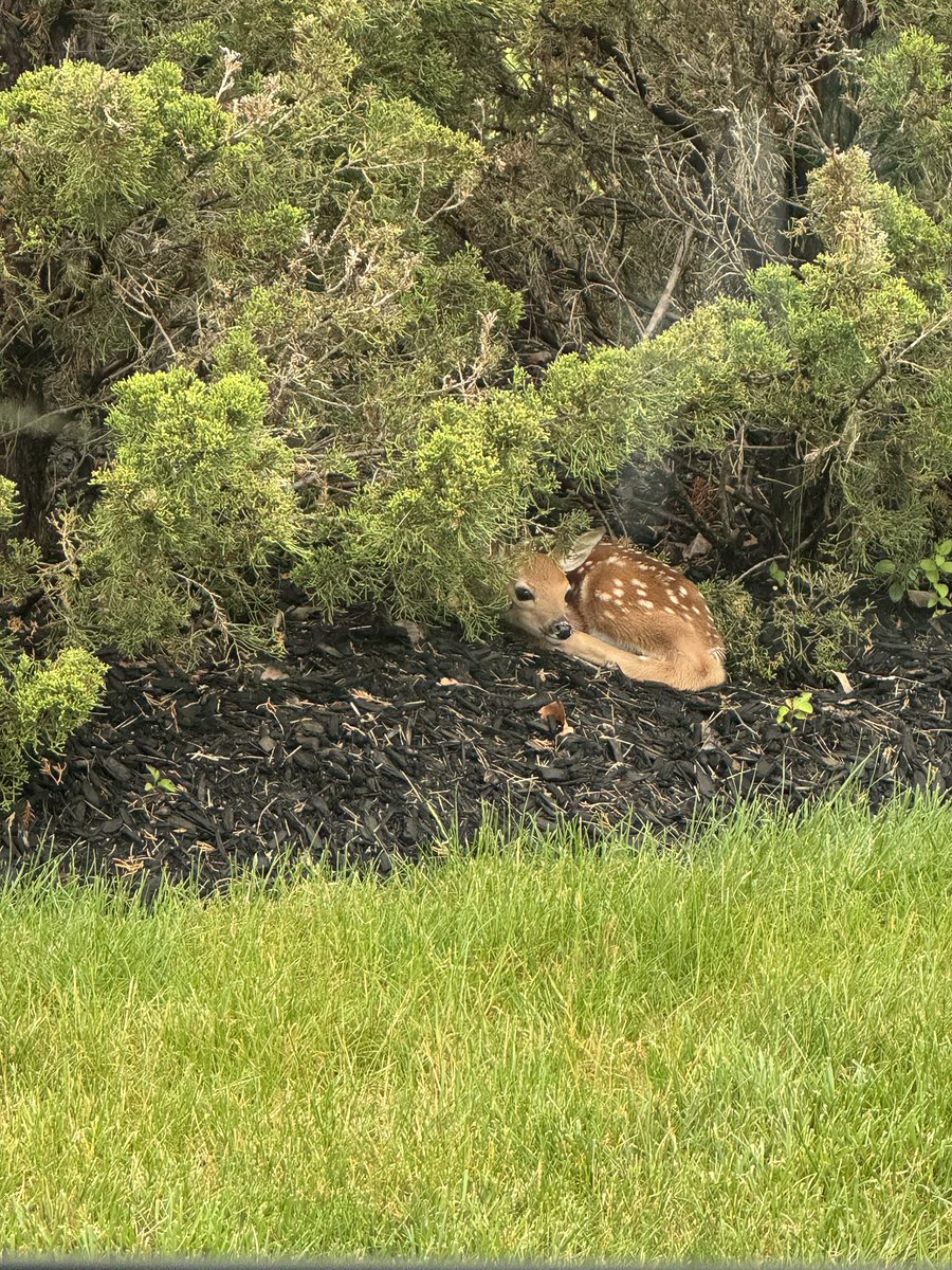 Day 285 of requesting The Story of Us at Miami N2! Look at this little baby deer that was in the front of my neighborhood. It was so cute 🥰 (We didn’t bother it, just looked from afar) @taylorswift13 @taylornation13 #TSTheErasTour #MiamiTSTheErasTour