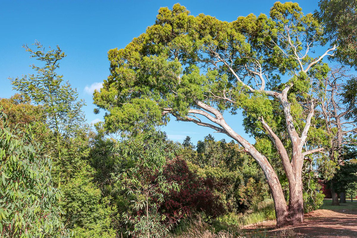 Why did the Kerala government allow the Kerala Forest Development Corporation to plant eucalyptus trees? 

Why were environmentalists and social activists against the order?