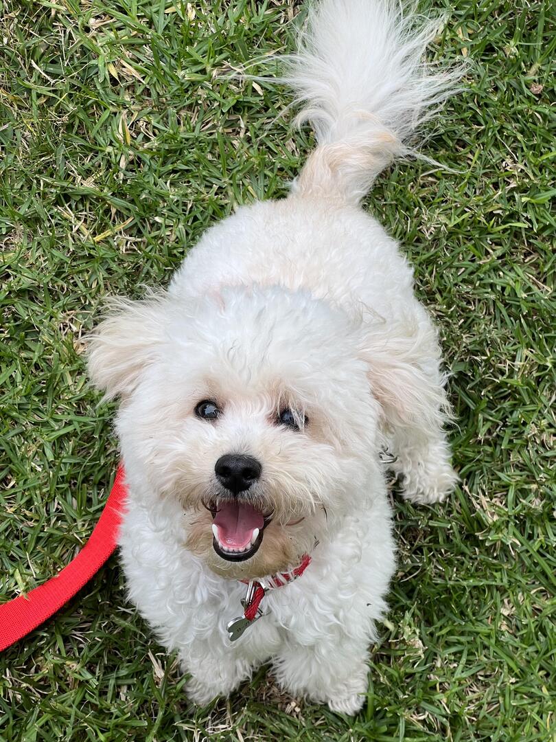 My baby is turning 2 today ❤️
👉 amzn.to/43cNsKc
#dogs #ad #pets #adogslife #cutedogs #dogsoftwitter #iloveanimals #petlife #petsoftwitter #cute  #petlovers #dog #DogsOnTwitter #dogtwitter #dogoftheday #pet #petsontwitter #adorable #cute #cuteanimals