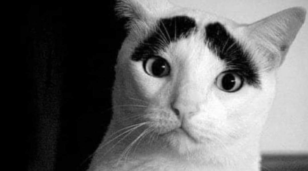 El gato de Ignacio Santos