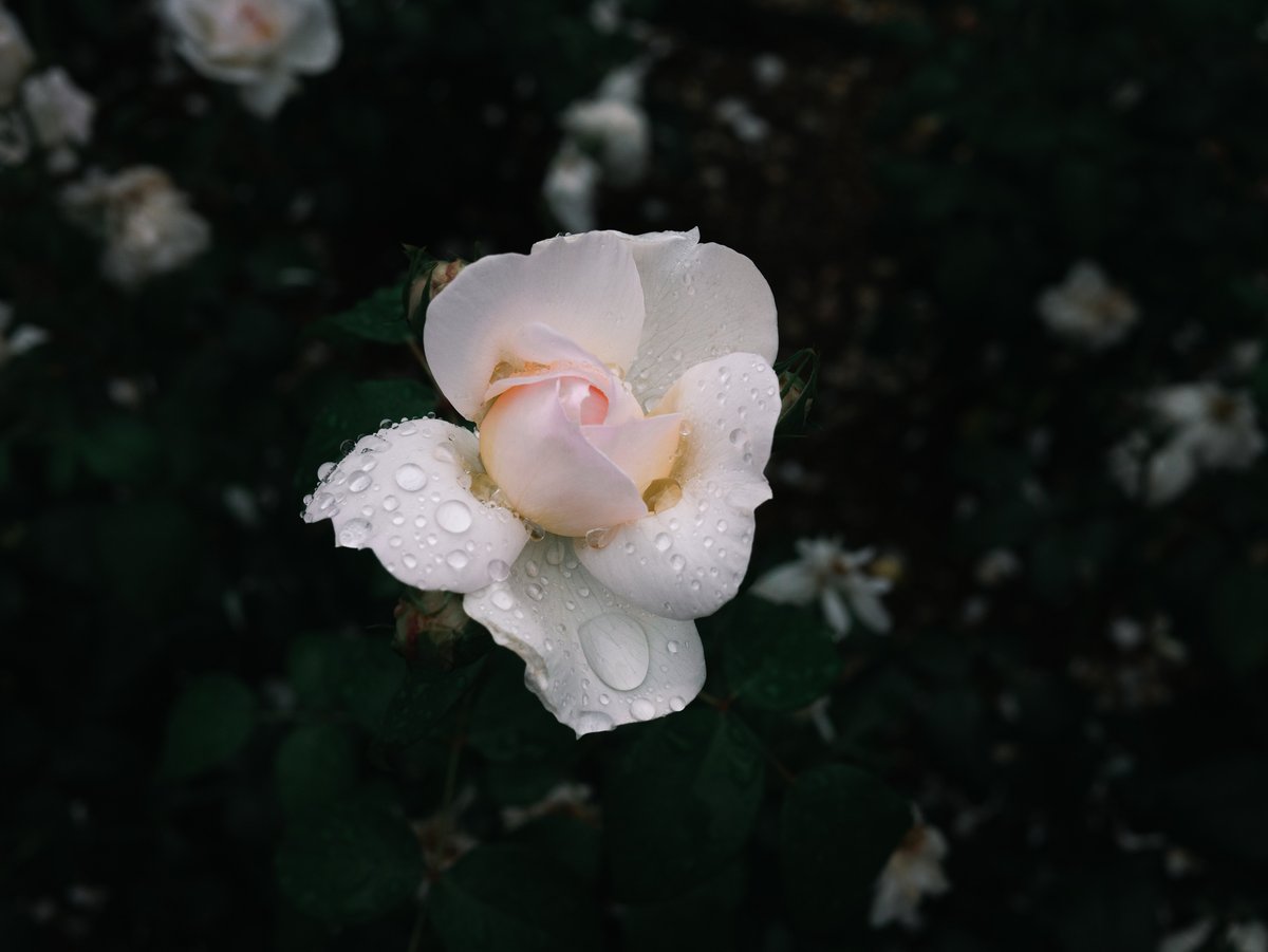 これは雨上がりです。
#水曜水分
#takkun_collection_flowers #私の花の写真 #nature_brilliance_flowers
#薔薇 #ハウステンボス #佐世保 #そいぎん
#lumix #lumixgf9 #lumixjapan
LUMIX G 20mm/F1.7 II