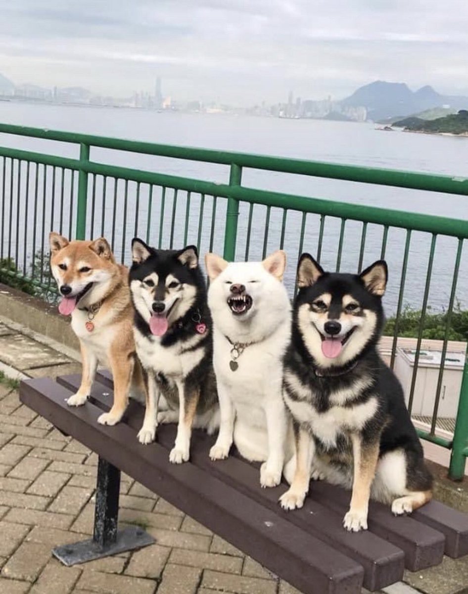 激かわ動物 tweet media