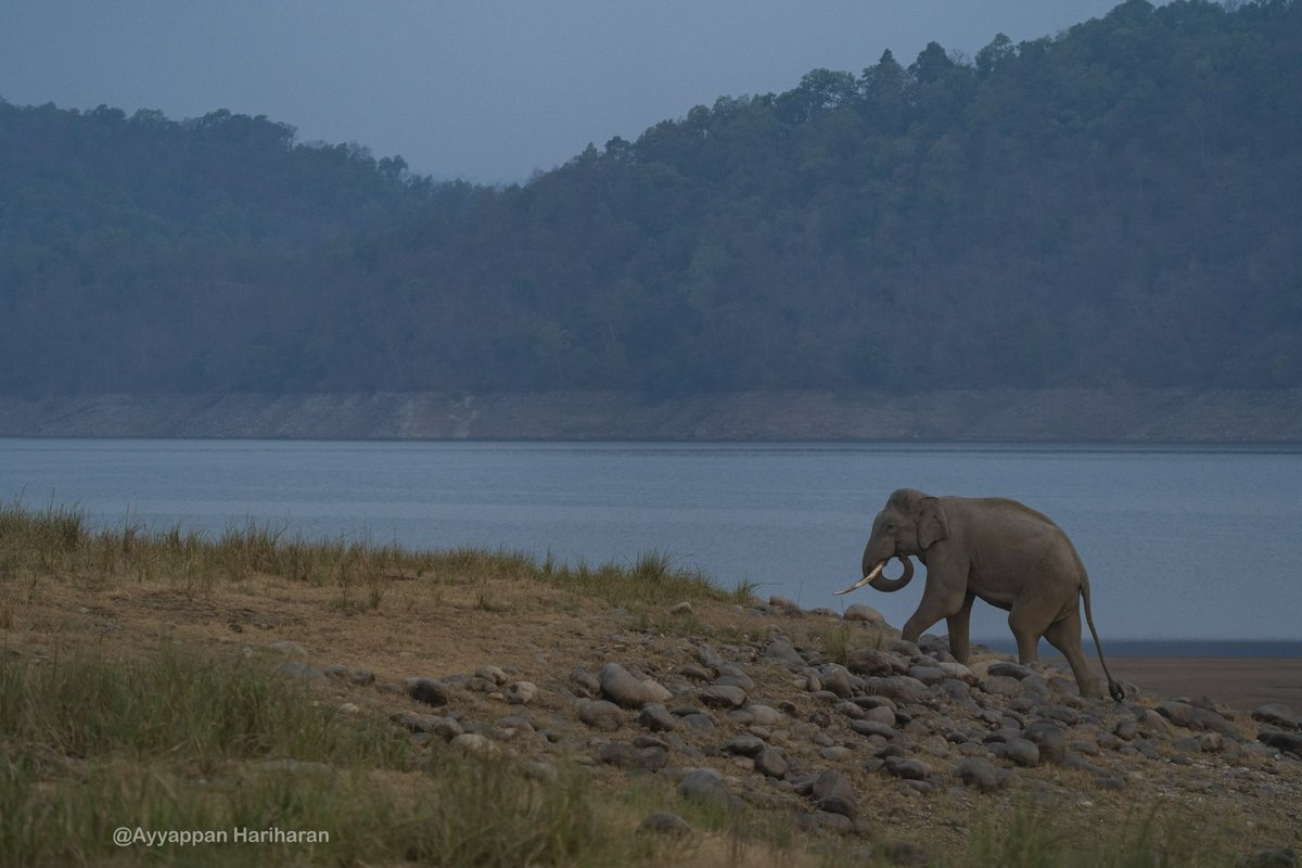 Early morning stroll. Tusker from Dhikala. #IndiAves #BBCWildlifePOTD #natgeoindia #ThePhotoHour #SonyAlpha @UTDBofficial @incredibleindia