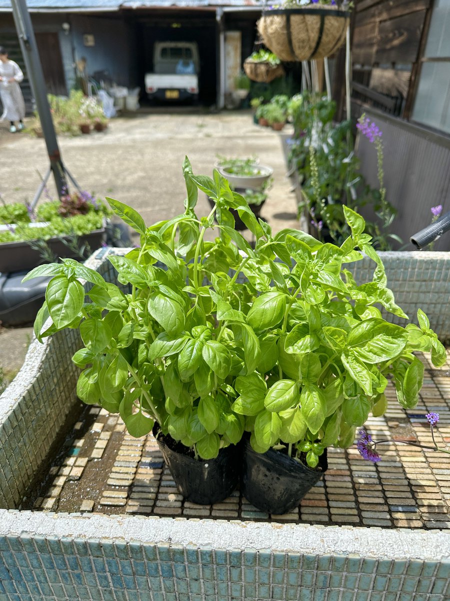 すごくいいバジルをいただいたので、ベランダで育てようと思います🌿 おもちちゃんとらむねちゃんも食べるかな〜？