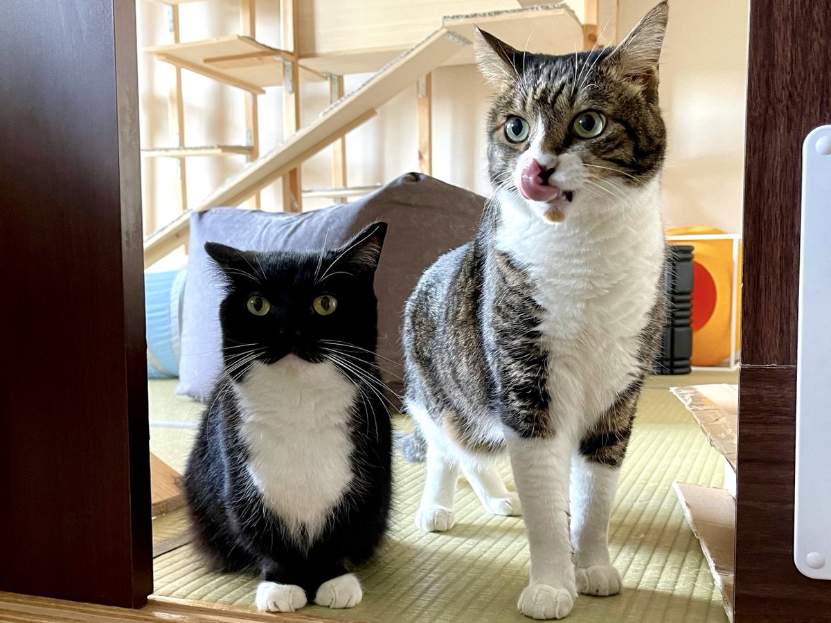 I'm Uni :3 tweet media