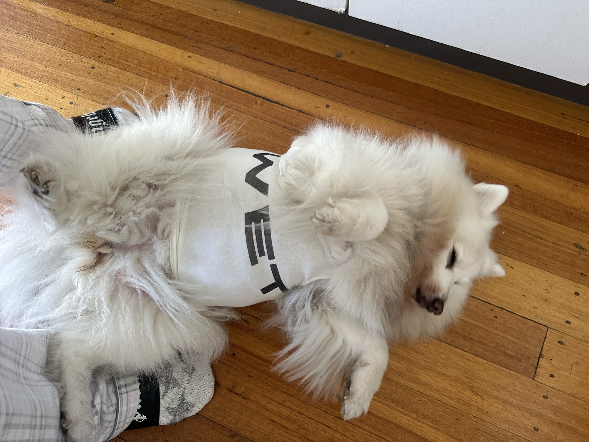 Dog yeezys online