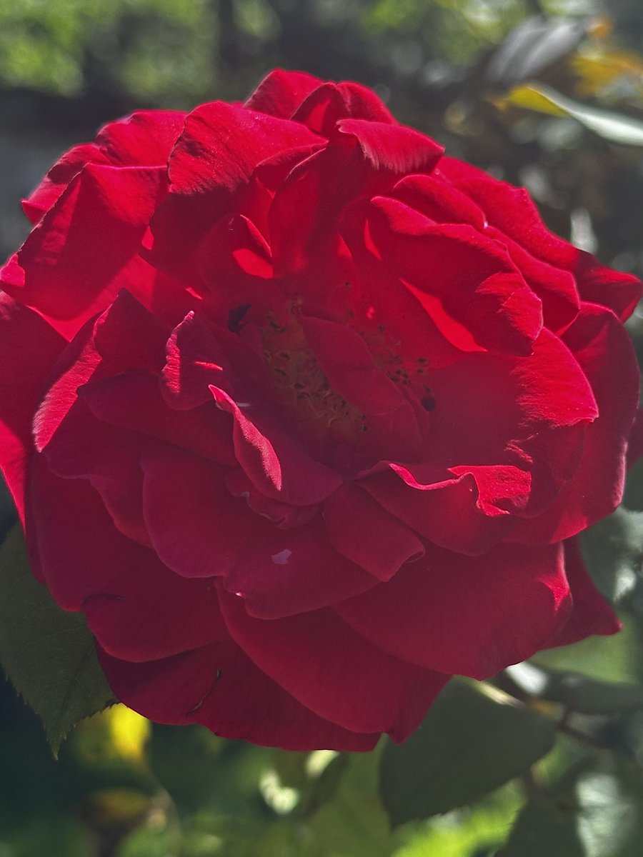 Wishing everyone awesome RoseWednesday . Just love how everyone shares their beautiful roses.#RoseonX #GardeningX #FlowerOfX #RoseWednesday
