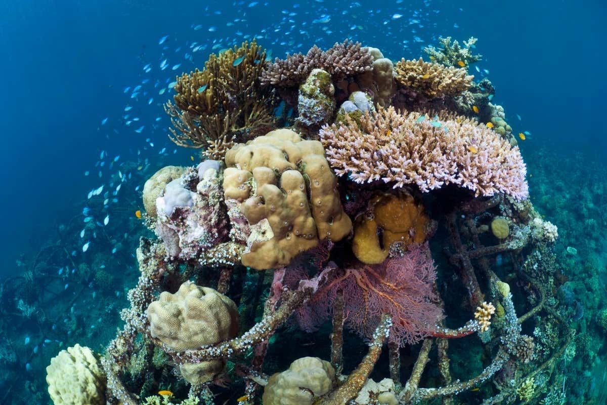 Solar-powered floating islands could help to regrow coral reefs | New Scientist buff.ly/3ViwAzU