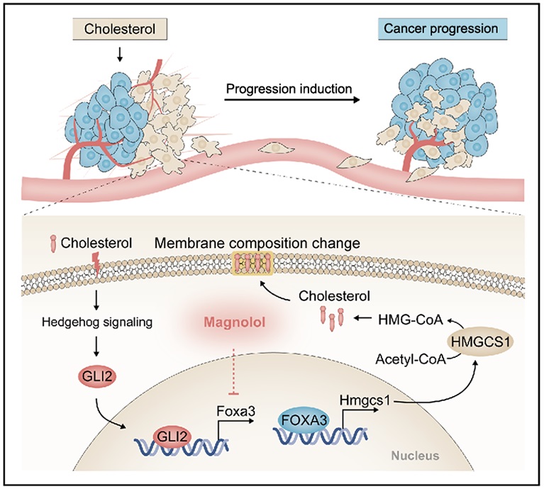 How does #LungCancer overcome low levels of cholesterol in lung? This study shows that exogenous #cholesterol can be sensed by lung #adenocarcinoma cells, activating de novo biosynthesis via GLI2-FOXA3-HMGCS1, promoting cancer progression #PLOSBiology plos.io/3KmW2OM