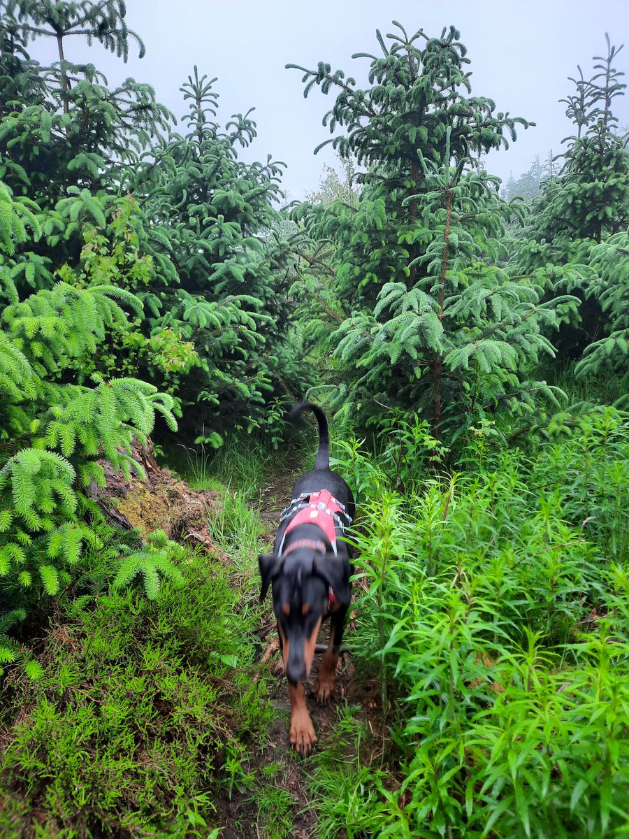 NotBadForHerAge's tweet image. A misty start to the day in the woods. 🏃🏻‍♀️🐕🐕 #morningrun #runningwithdogs #Damson #Dobermann #Fred #trailrunning