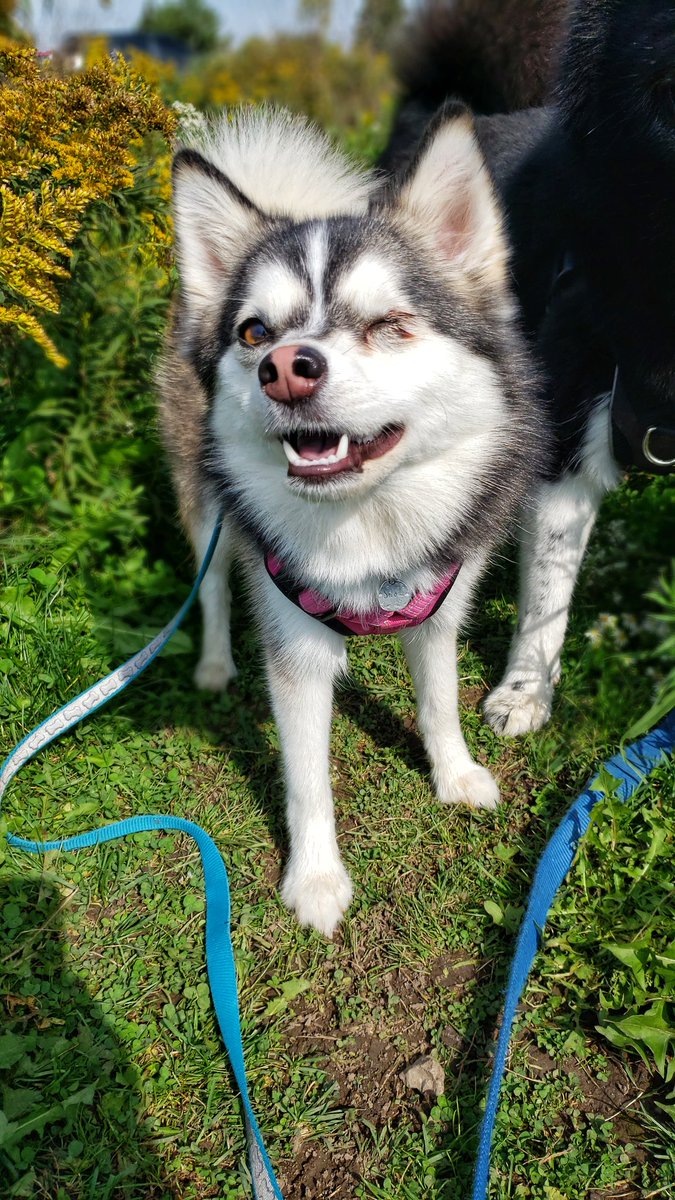 Happy #humpday from little Miss Smiling Snow! 😘❤🐾🐕🐶❤ #woofwoofWednesday #pomskylove #pomsky #walkinthedoginwhitby #walkinthedog