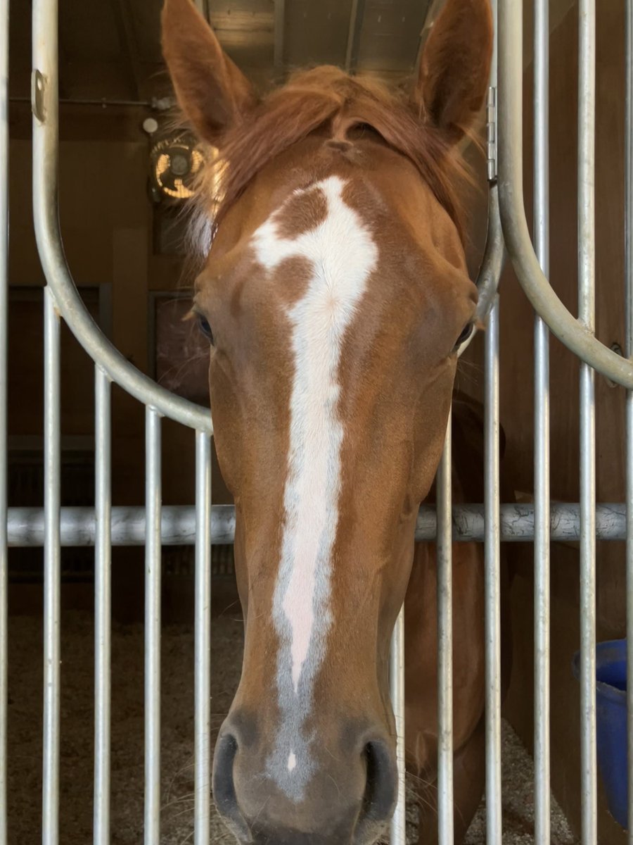 ４００㌔の小さな牝馬ラヴベイ。 前走は田口貫太騎手で逃げて②着でした。 来週の京都を予定しています。 特徴的な顔のマーキングは「乱流星鼻梁白鼻小白」です。 #ラヴベイ #マーキング