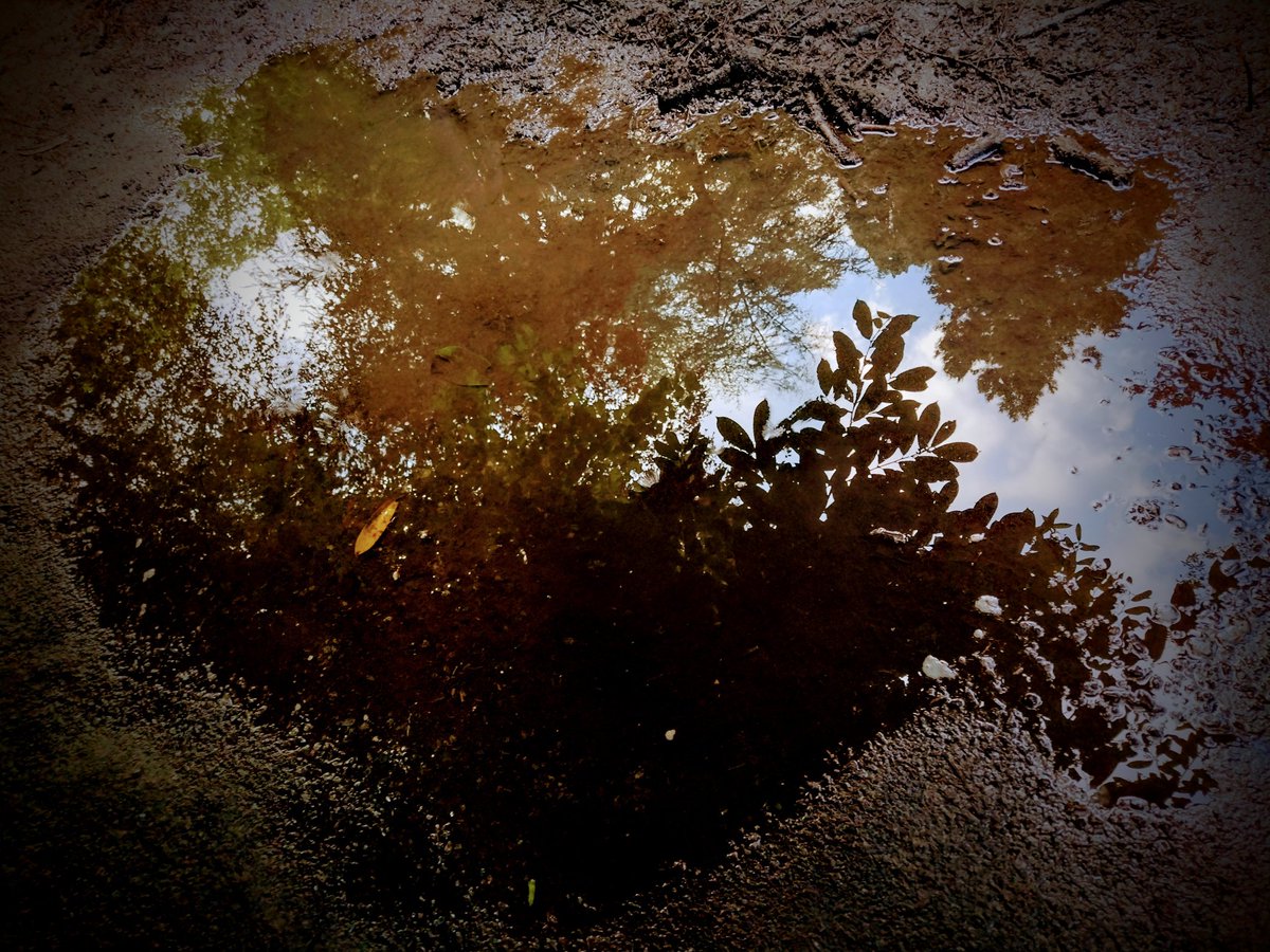 Earth mirrors.
🌳🐦‍⬛🦋🪶💚
#NaturePhotography #Puddles #Reflection #Clouds #Earth #Mud #photography #Trees #Nature
