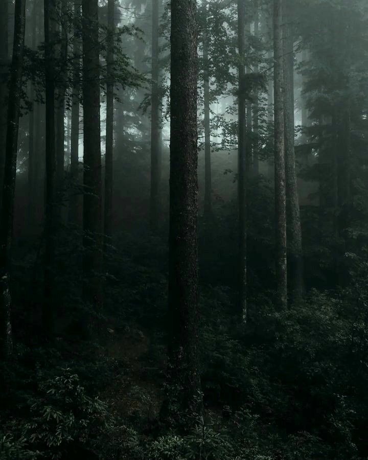 dark woods.