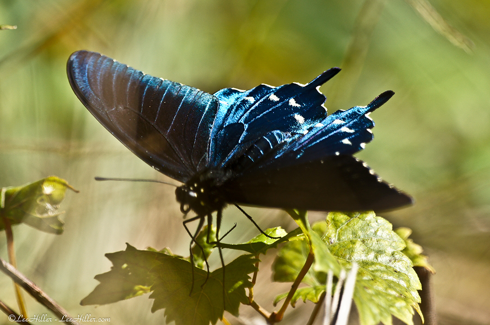 Pipevine
#butterfly #butterflies #HikeOurPlanet #FindYourPath #hike #trails #outdoors #publiclands #hiking #trailslife #nature #photography #naturephotography #naturelovers #NatureBeauty #OutdoorAdventures