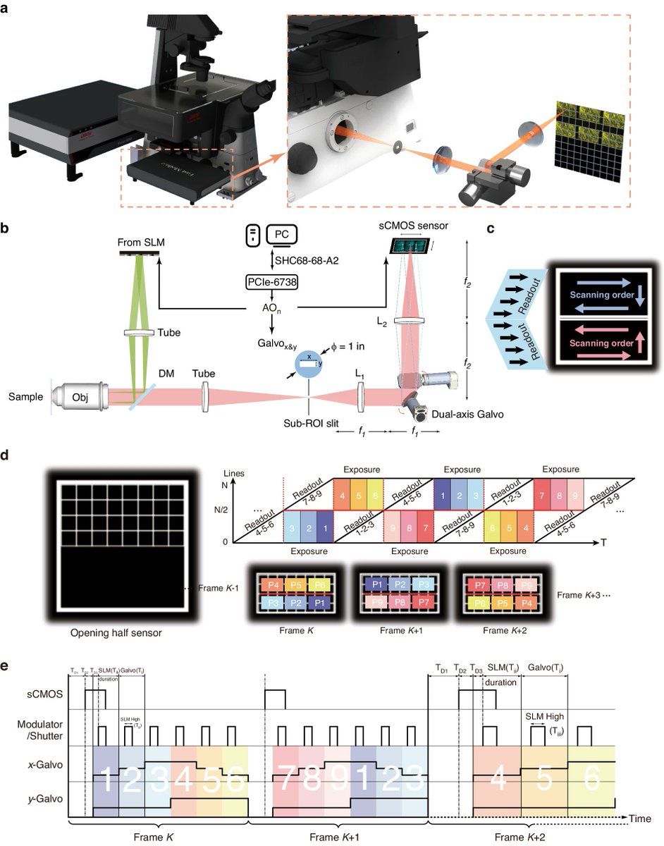 #LSA_Highlight: [Article] Ultra-high spatio-temporal resolution imaging with parallel acquisition-readout structured illumination microscopy (PAR-SIM). @PKU1898 @GeorgiaTech @SUSTechSZ @EIT_NZ @UTSEngage #Biophotonics #Super_resolution_microscopy
nature.com/articles/s4137…