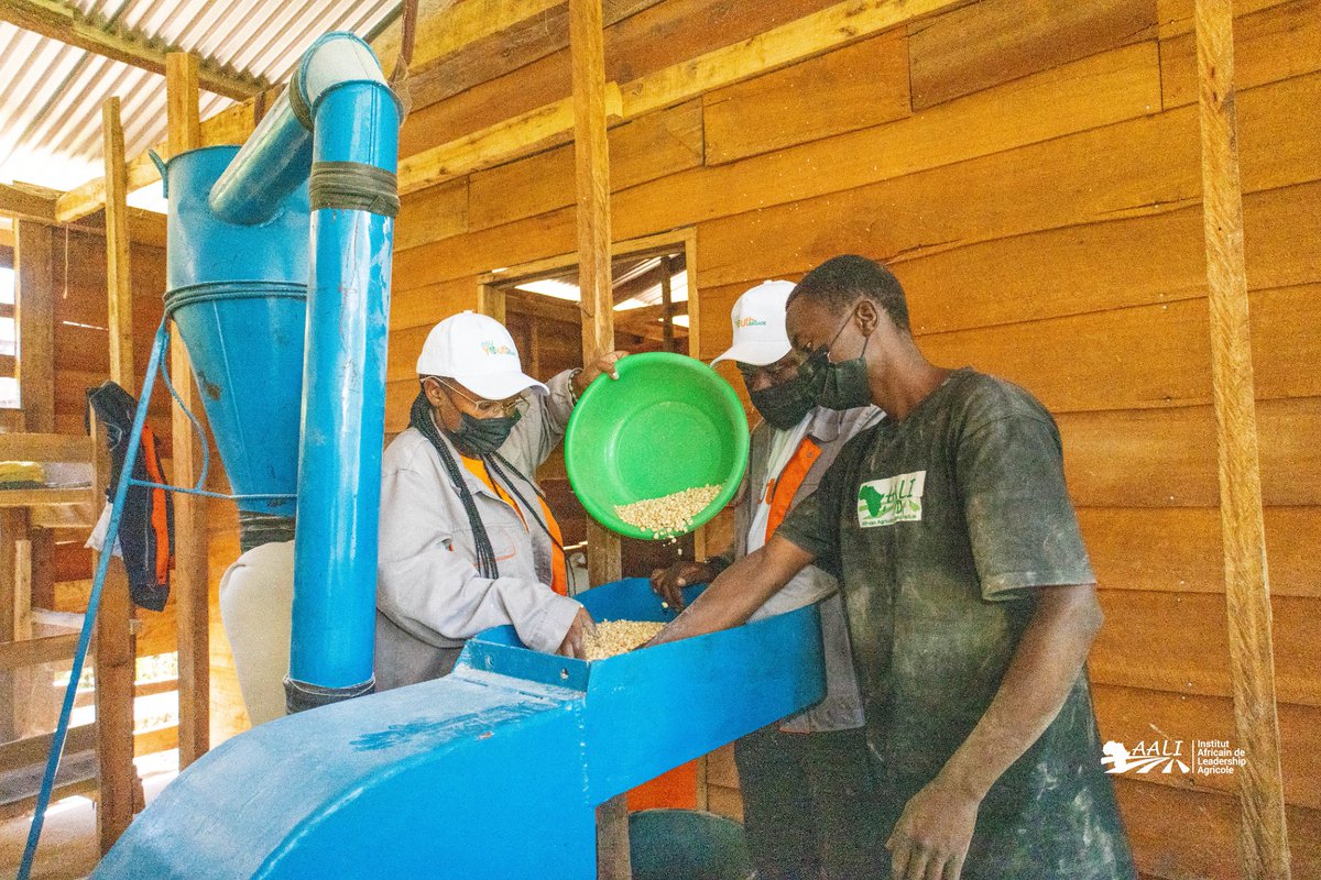 🇨🇩Dans son 1er essai, la Brigade de Jeunes a produit 6 tonnes de farine de #maïs dans la minoterie de l'Agriparc à Nyangezi. Cette #minoterie constitue un cadre d'apprentissage pour la #communauté,visant à garantir l'autosuffisance #alimentaire & le #développement agricole local.