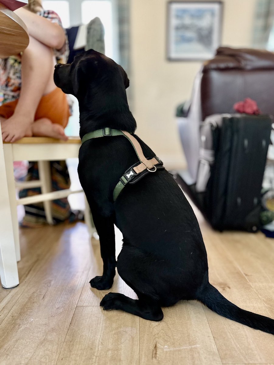 This little Labrador has had half a kilo of slightly off blueberries, and two breakfasts (she stole biscuit’s, which was then replaced). She’s also now first in the queue for any dropped popcorn please thanks