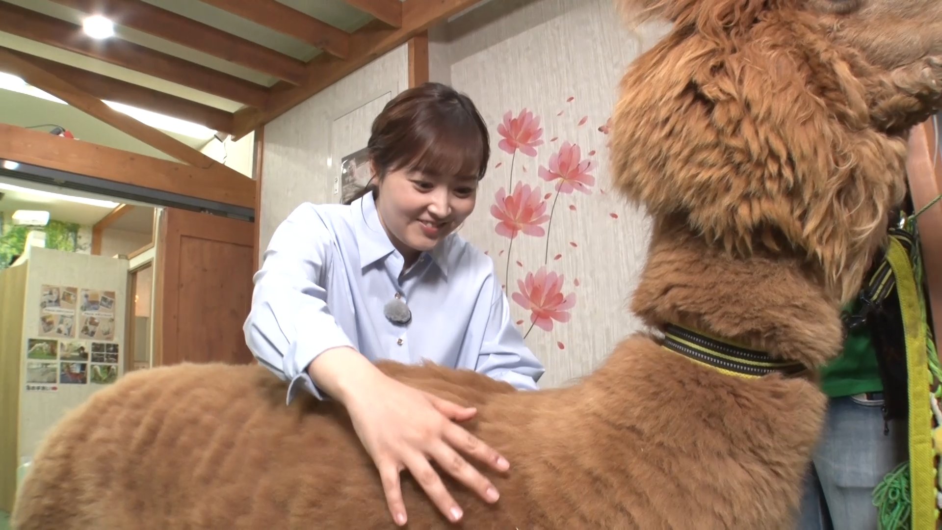 水卜麻美 アイコラ ◢◤#あしたのZIP!◢◤ #ZIP特集 は…＃ミトlog👌 動物と触れ合える アニマルカフェの最新情報をログ！  バラエティに富んだ動物たちが続々登場！！ 驚きの登場パフォーマンスも！！ 水卜アナがアルパカとお散歩体験・・・ 朝からたっぷりの“癒し”をお ...