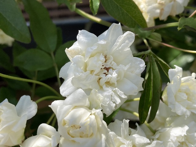 【モッコウバラ】　
中国原産のバラの原種の1つです。つるバラの中でも最も大きくなるランブラーと言う種類に分類され、枝にはトゲがなく、春一番に3cm程度の薫り高い花をたくさん咲かせます。バラのアーチに仕立てている方も多く、ガーデニングにおいて人気の花です。
#モッコウバラ
#banksiarose
