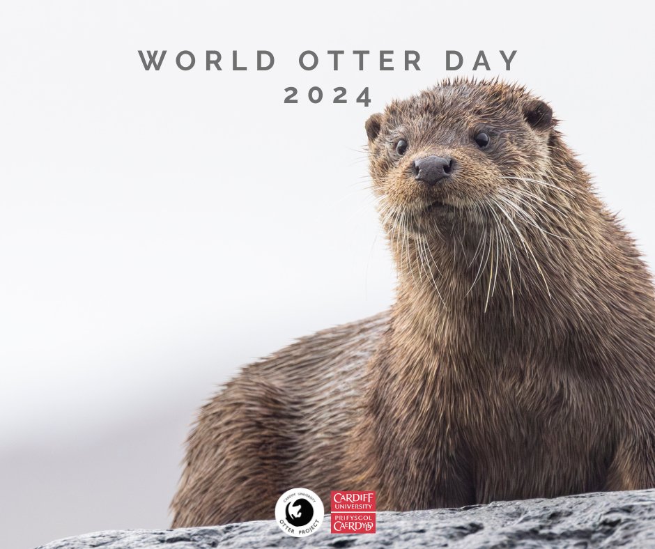 Happy World Otter Day! 📷
Our Spring newsletter for 2024 is out now! Haven't signed up yet? No problem! You can view our newsletter here: tinyurl.com/men9uz4a
Thank you to everyone for your continued support.
Photo: Freddie Montague-Dennis
