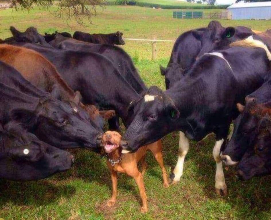 Ken_Ainexy's tweet photo. When MTN/airtel meet @BradleyCarl256 before tommorow 😂😂
#Dataexhibition https://t.co/tV6jMLzFlo