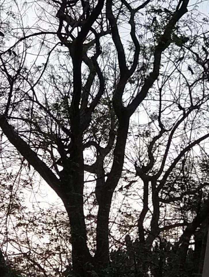 Madhumathi_Inks's tweet photo. "All that we take
All that we give, are..."
🤍
#Poetry #NatureMentors #Birds #Silhouettes #Trees #Sunset #Photographylovers #Quest #Maze #JourneyOfLife #BeginningAndEnd #Writers #MadhumathiInks #Madhumathipoetry #Writing #WritingCommmunity #Poem #IndianEnglishPoetry #Photography https://t.co/NjPVOKnpby