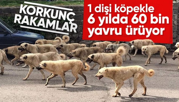 Sokak köpeği popülasyonuyla ilgili korkutan üreme rakamları Prof. Dr. Nilüfer Sabuncuoğlu, toplanmayan her bir dişi köpeğin 5-6 yıl içerisinde 60 bin yavru olarak karşımıza çıktığını söyledi. Hala uyutalımı kısırlaştıralımmı gibi komedi ile toplumu uyutuyorlar.