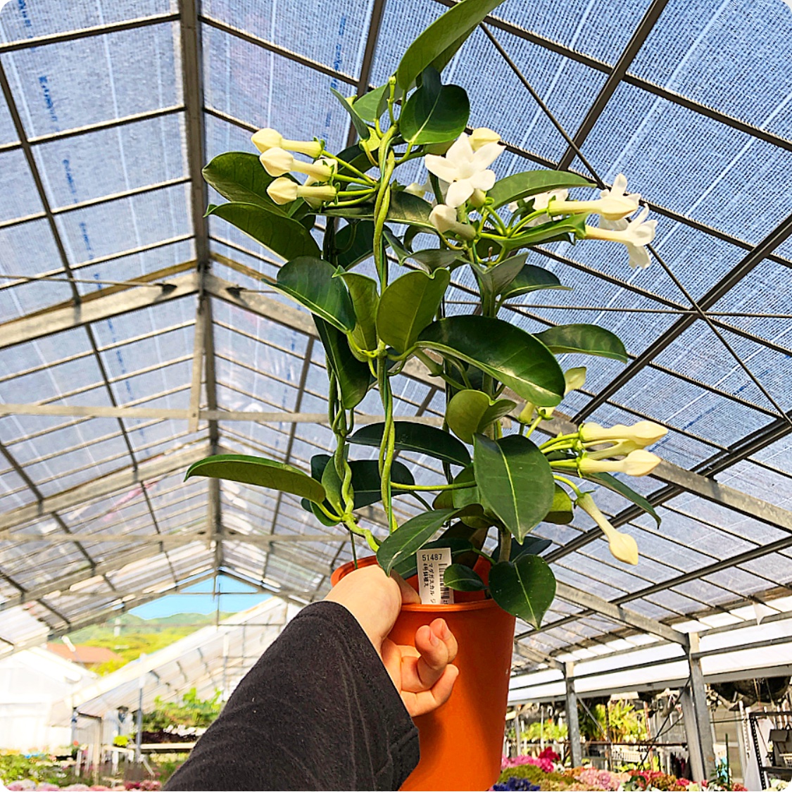 【おすすめ鉢花】
白い可憐な花を咲かせる、マダガスカルジャスミン🇲🇬花からはとても甘い香りが漂います。この甘い香りがジャスミンに似ていることから、この名が付いたそうです💡
夏を中心に春から秋までの長い間、開花を楽しむことができますよ♪ギフトにも是非どうぞ🎀
(A)
engei.net/products/detai…